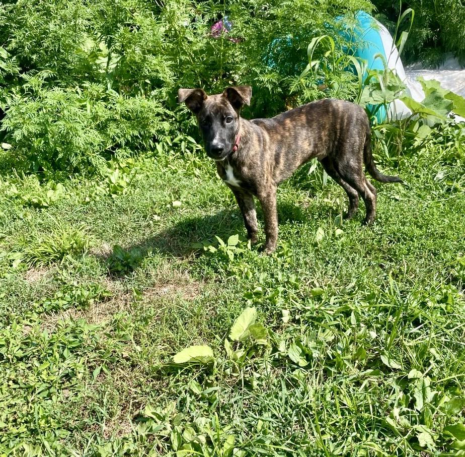 Shaggy (SC)