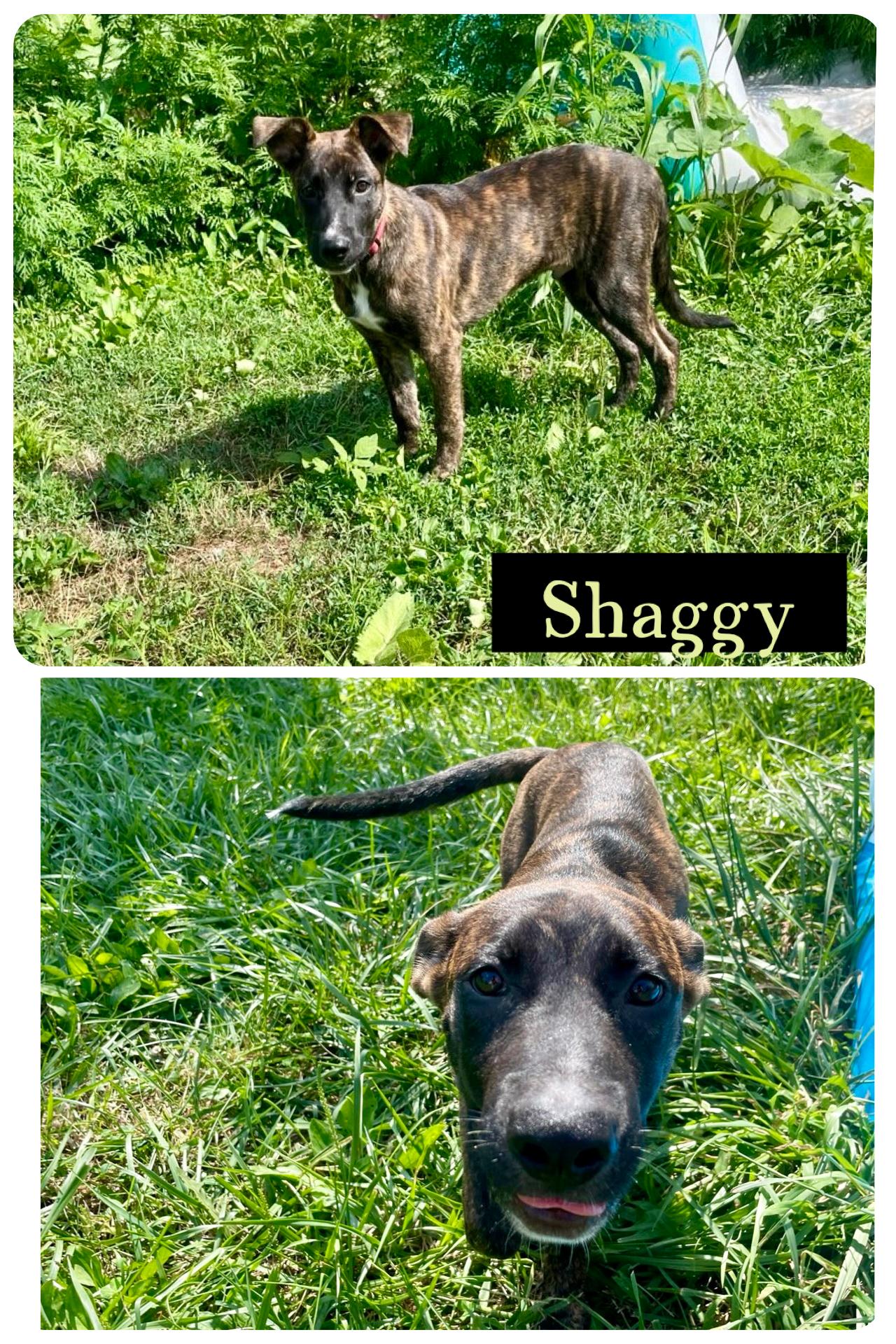 Shaggy (SC)