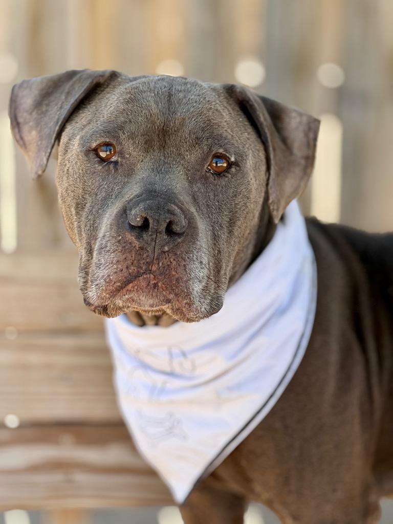Mojo Ozzy, a Adoptable Mixed Breed in Muskegon, MI image 1/4