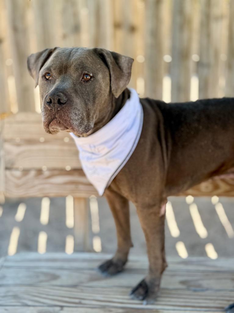 Mojo Ozzy, a Adoptable Mixed Breed in Muskegon, MI image 2/4