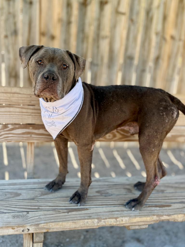 Mojo Ozzy, a Adoptable Mixed Breed in Muskegon, MI image 3/4