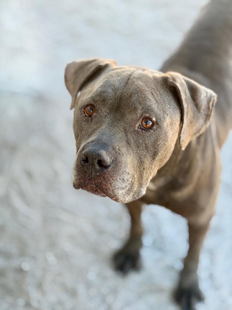Mojo Ozzy, a Adoptable Mixed Breed in Muskegon, MI image 4/4
