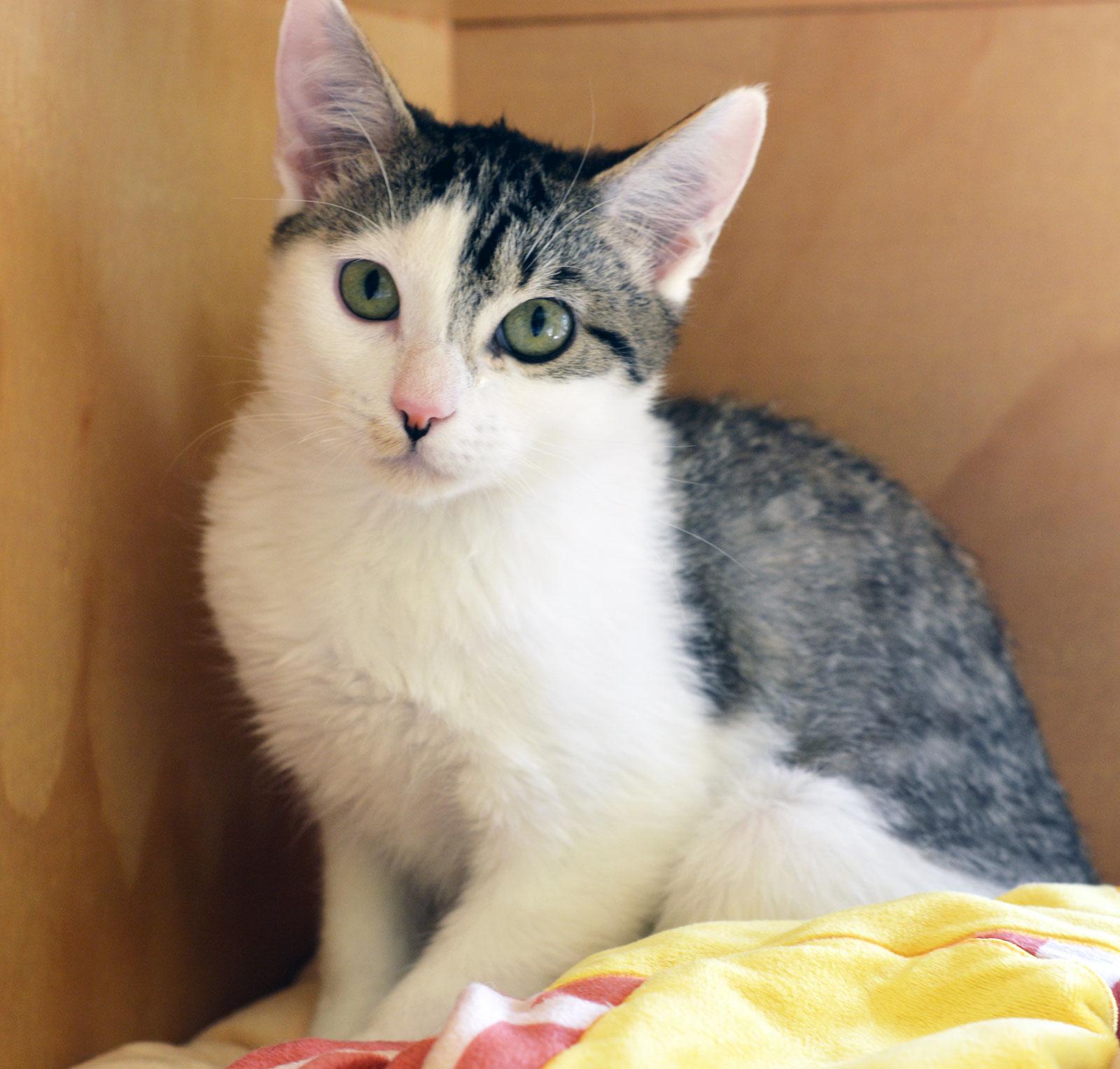 Enlarge MITCHELL, an adopted Domestic Short Hair in San Clemente, CA image 1/2