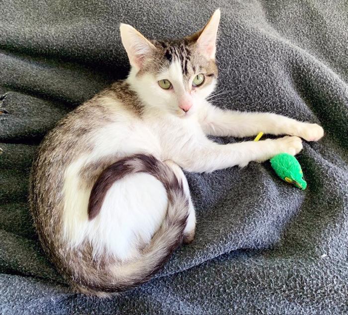 Enlarge MITCHELL, an adopted Domestic Short Hair in San Clemente, CA image 2/2