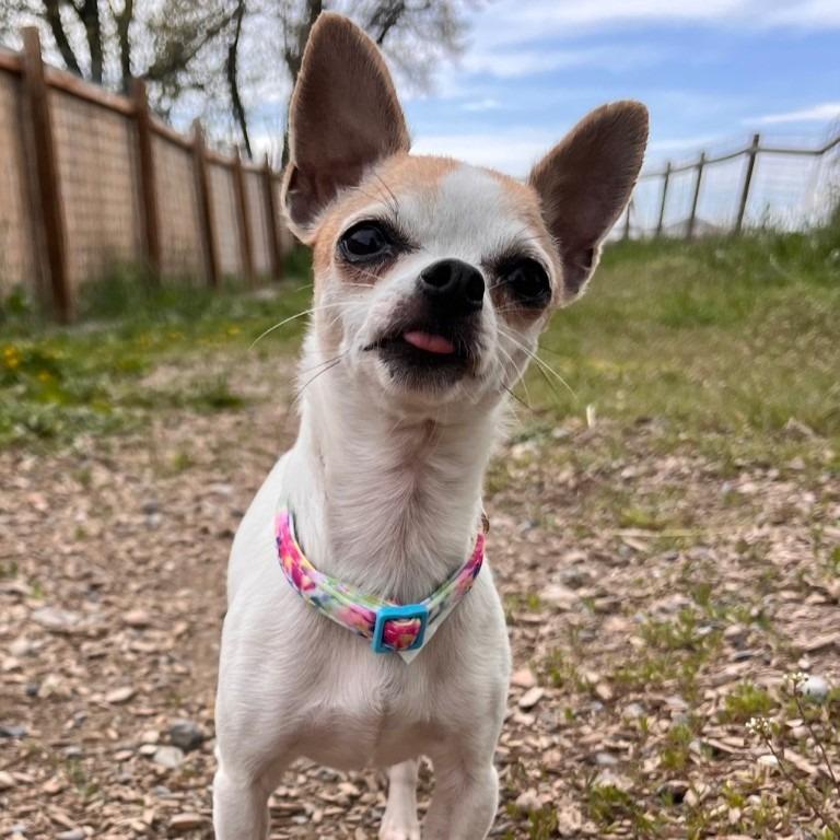 Blanche, Adopted, Young Female Chihuahua.