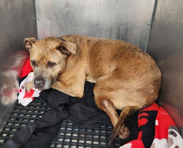 In Foster - Tyler, Adoptable, Adult Male Pit Bull Terrier.