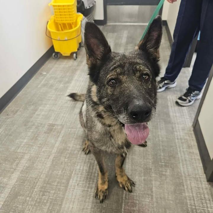 Enlarge Heidi, a Adoptable German Shepherd Dog in Springdale, AR image 1/1