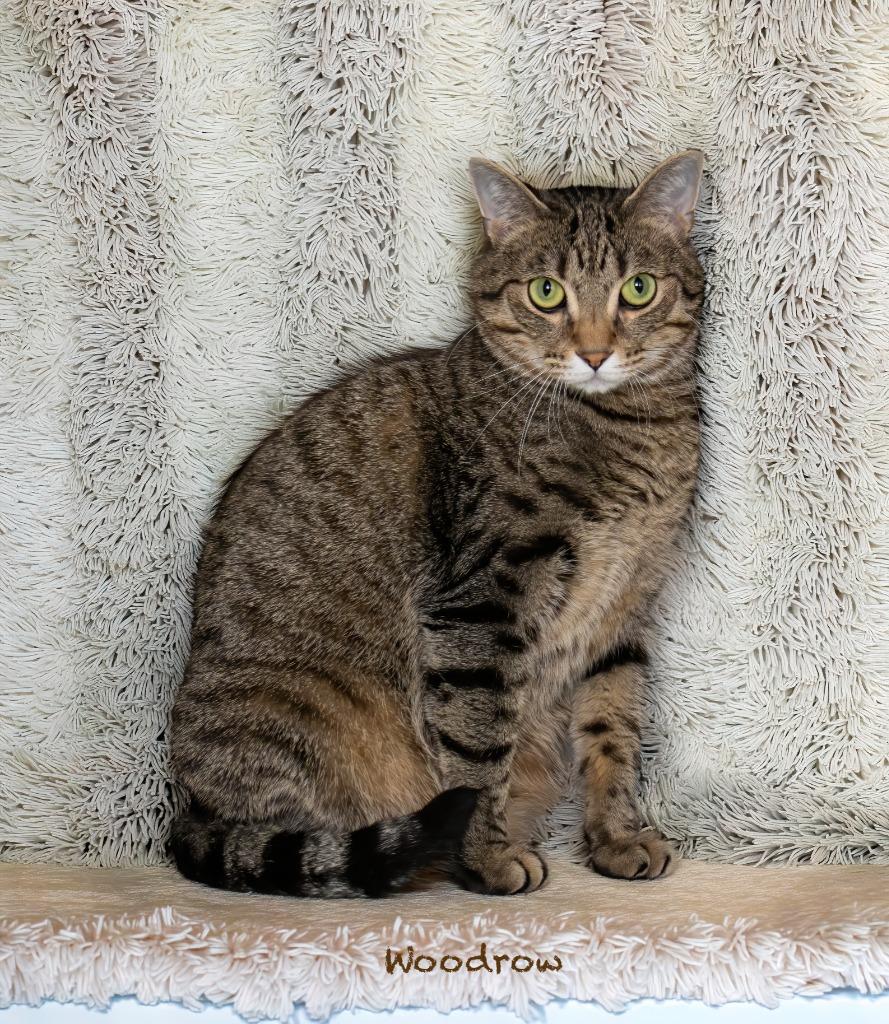 Enlarge Woodrow, a Adoptable mixed breed in Hot Springs Village, AR image 2/3