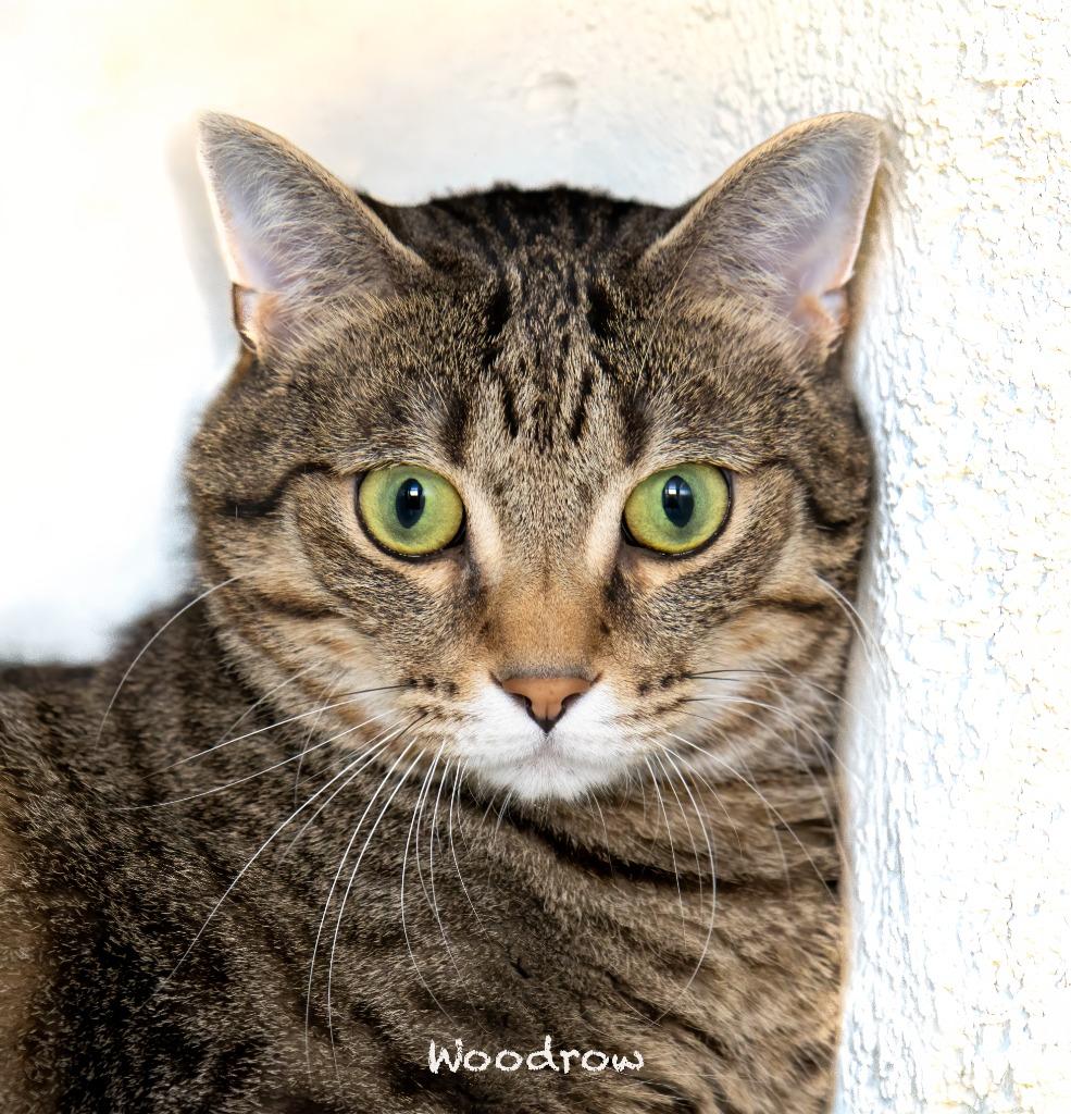 Enlarge Woodrow, a Adoptable mixed breed in Hot Springs Village, AR image 3/3