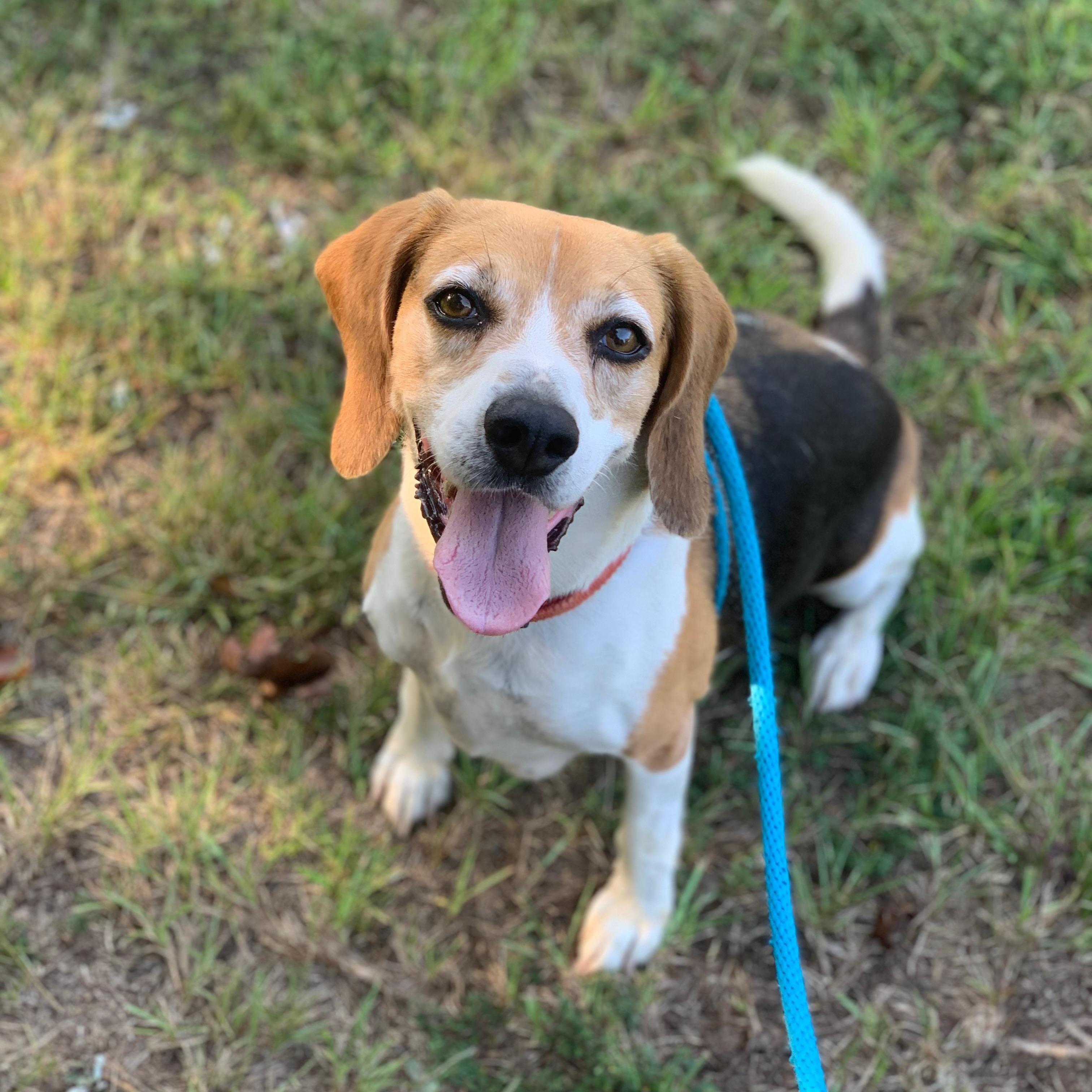 Enlarge Opie & Baxter, a Adopted mixed breed in Willis, TX image 2/6