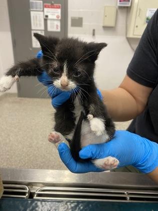 Seth Jarvis, Adoptable, Kitten Male Domestic Short Hair & Domestic Short Hair.