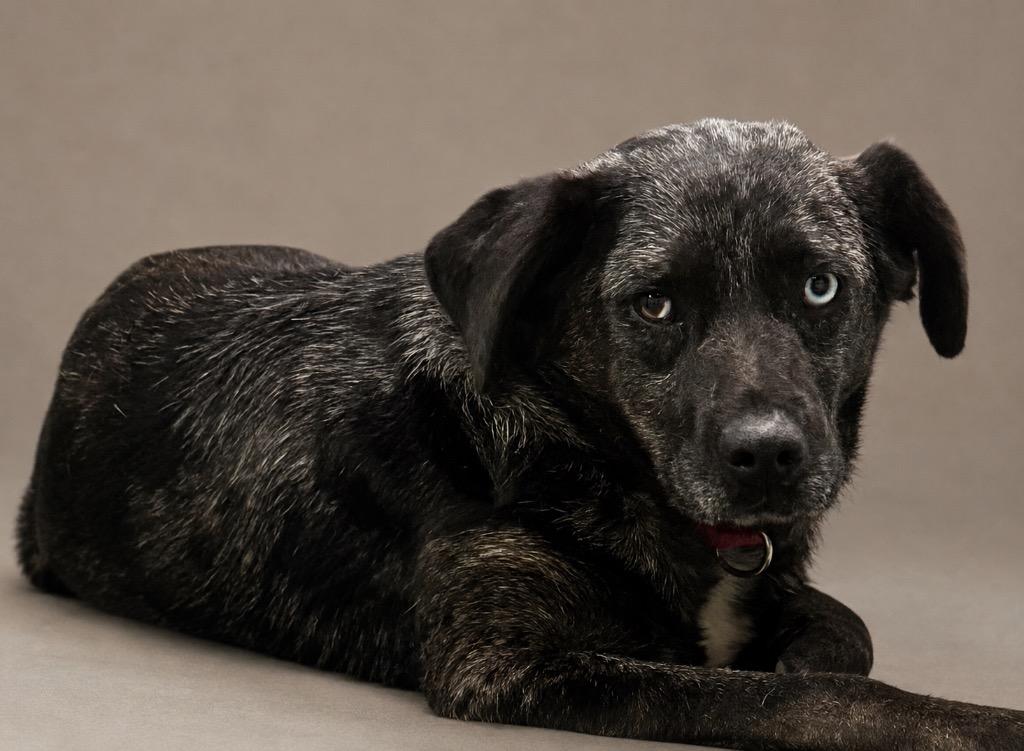 Jasmine, Adoptable, Adult Female Border Collie & Cattle Dog.