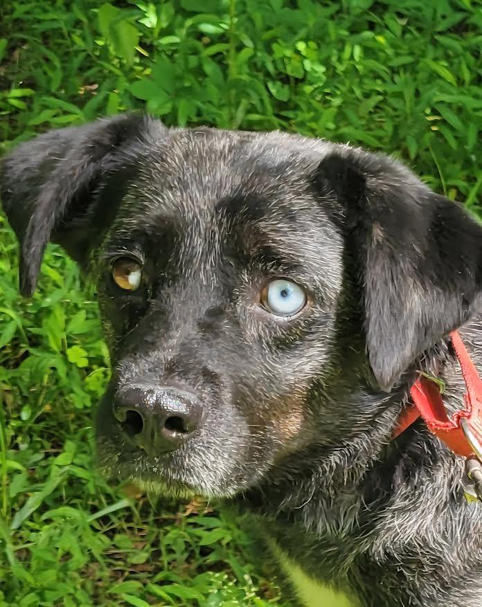 Enlarge Jasmine, a Adoptable mixed breed in Crossville, TN image 2/6