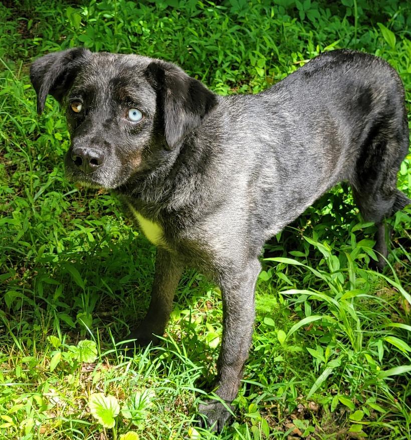 Enlarge Jasmine, a Adoptable mixed breed in Crossville, TN image 3/6
