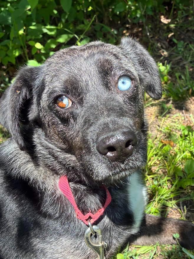 Enlarge Jasmine, a Adoptable mixed breed in Crossville, TN image 4/6