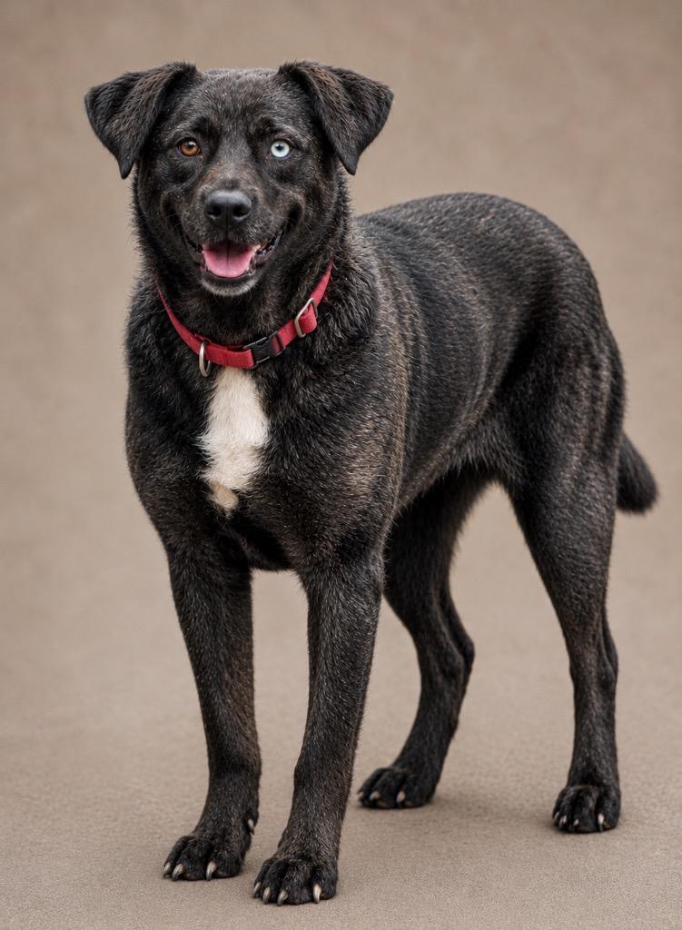 Enlarge Jasmine, a Adoptable mixed breed in Crossville, TN image 5/6