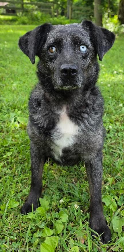 Enlarge Jasmine, a Adoptable mixed breed in Crossville, TN image 6/6