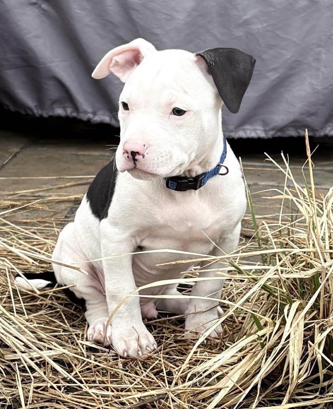 Enlarge MILKY BAR, a Adopted mixed breed in Minesing, ON image 2/3