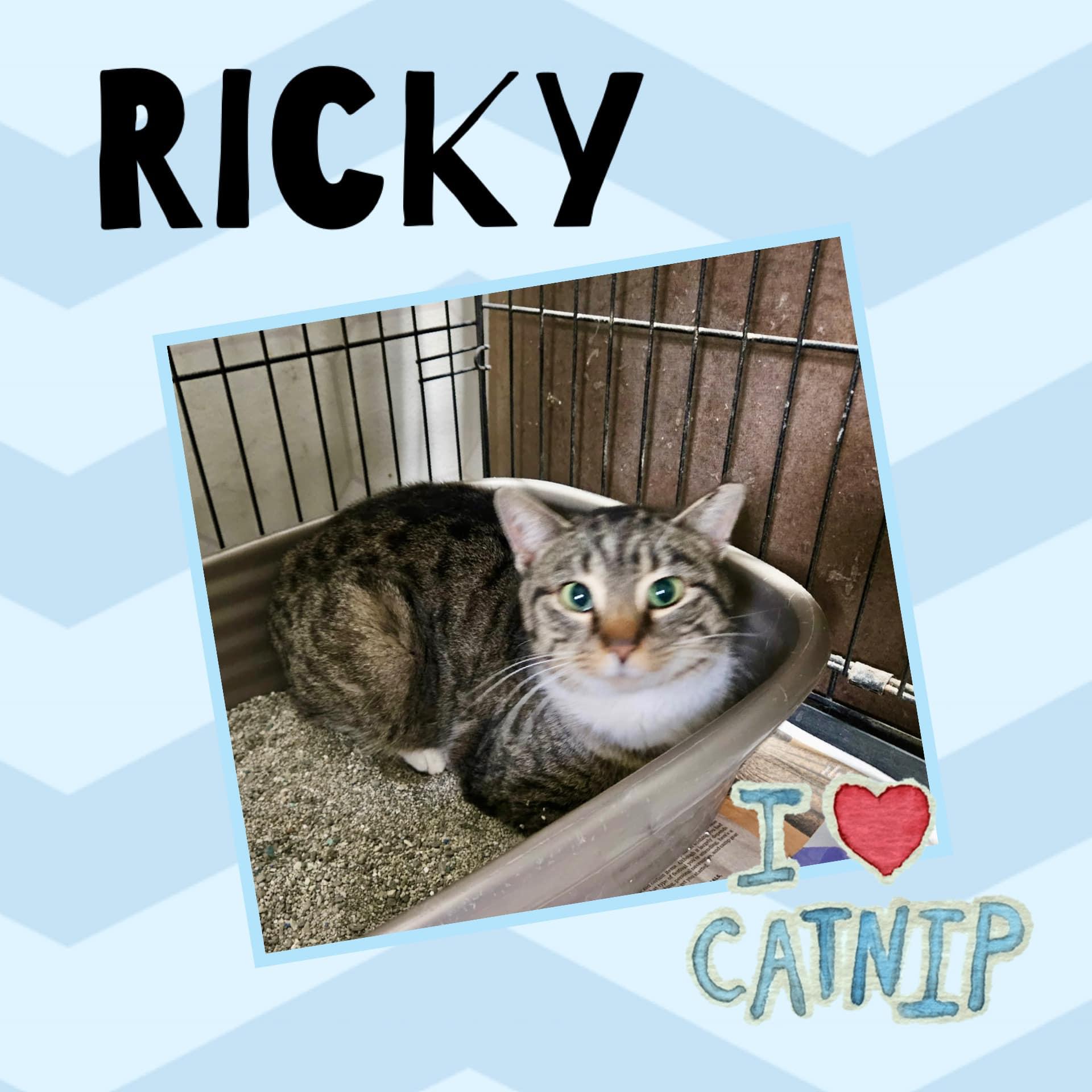 Ricky, Adoptable, Young Male Domestic Short Hair.