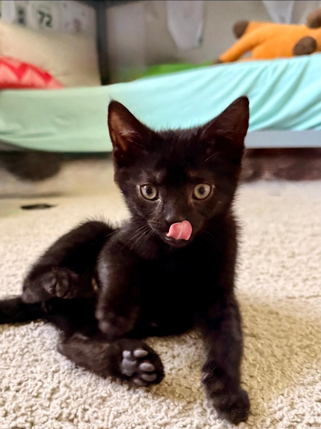 Kai, a ADOPTABLE Domestic Short Hair in West Chester, OH image 1/3