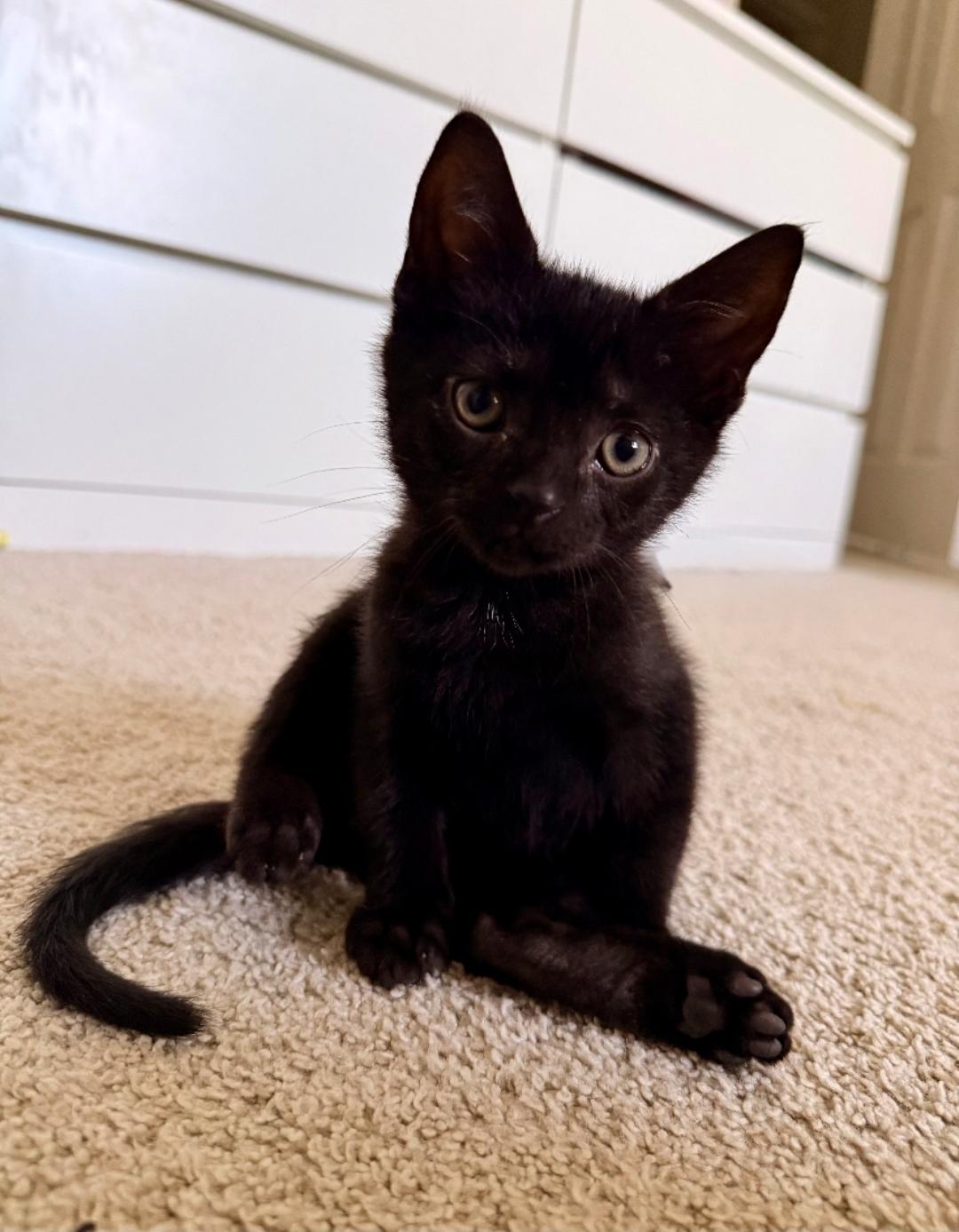 Kai, a ADOPTABLE Domestic Short Hair in West Chester, OH image 2/3