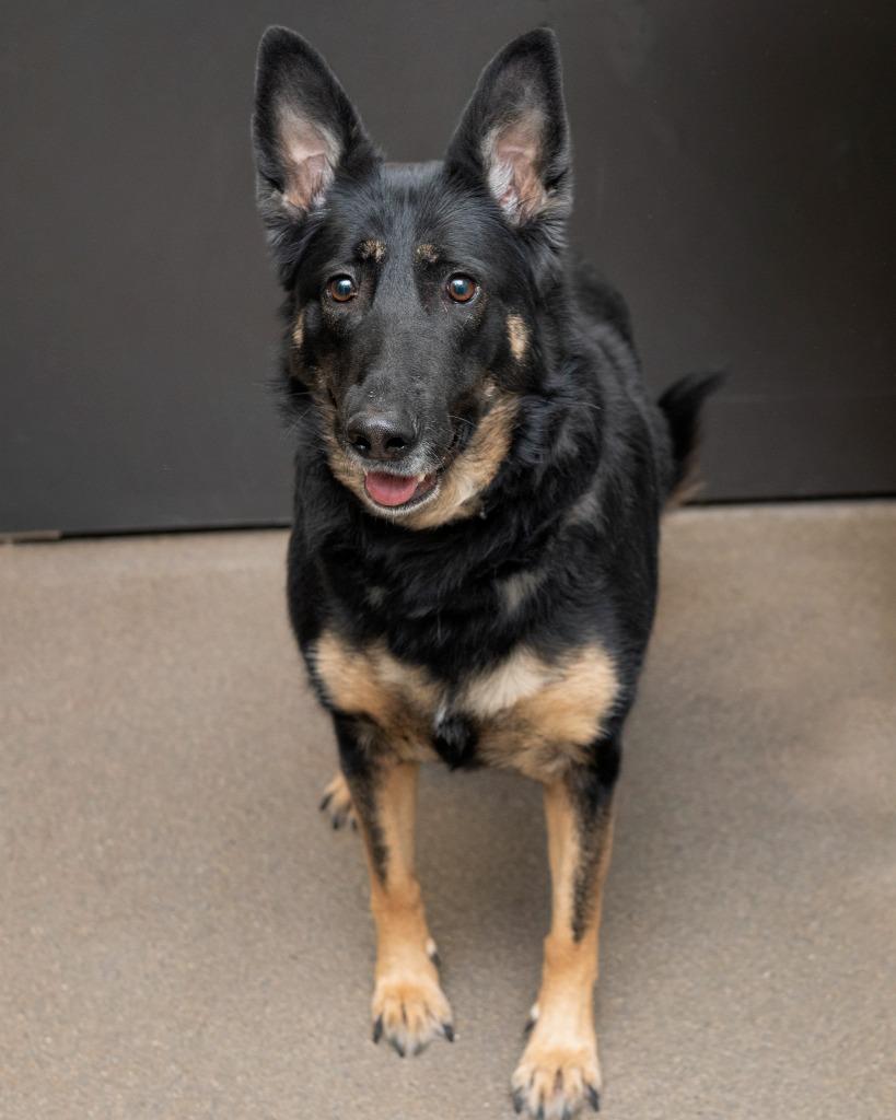Enlarge Shirley, a Adoptable Hound in Boone, IA image 1/1