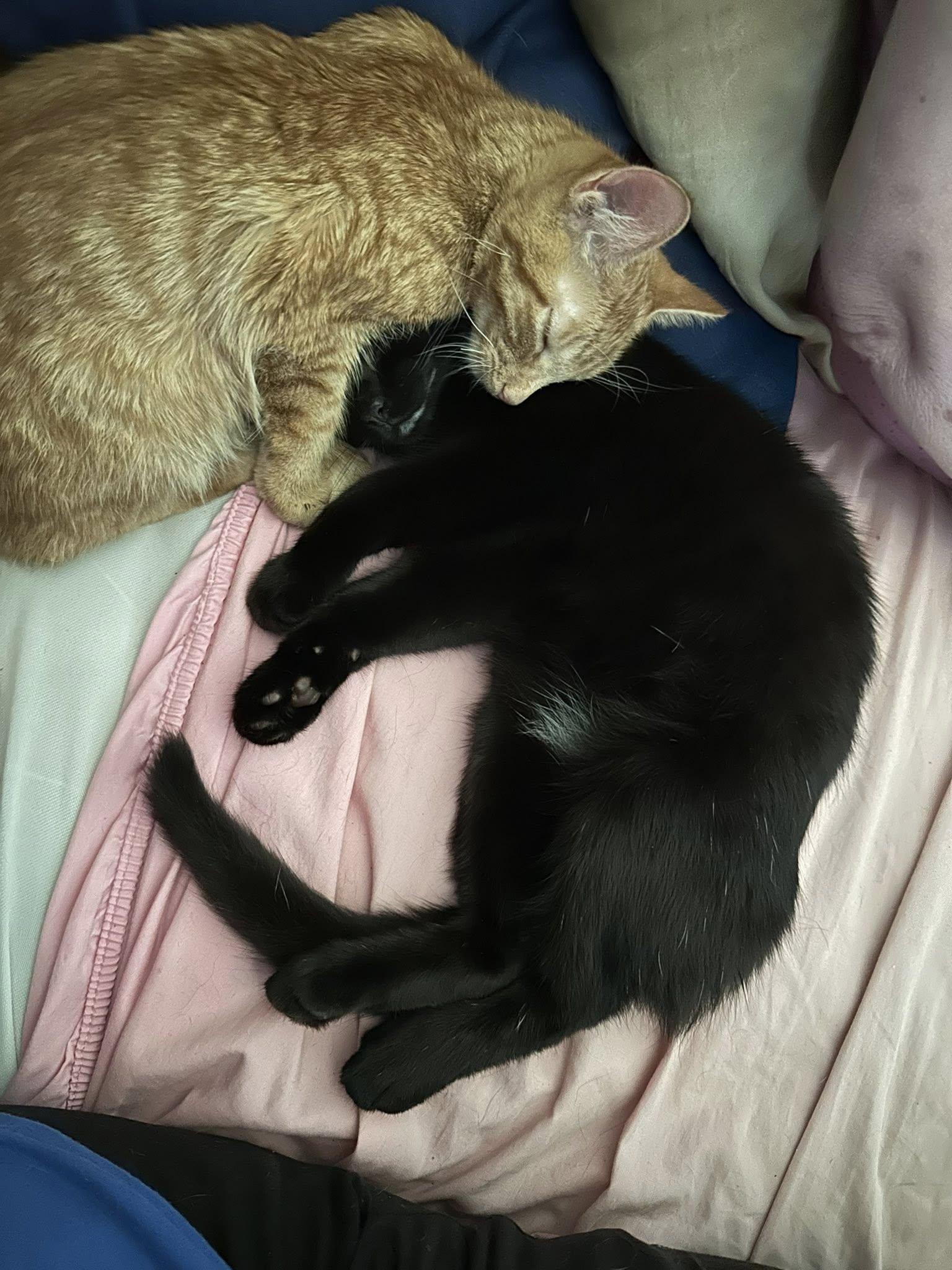 Enlarge Lucky and Chance - super bonded brothers, an adopted Domestic Short Hair in Crown Point, IN image 5/6