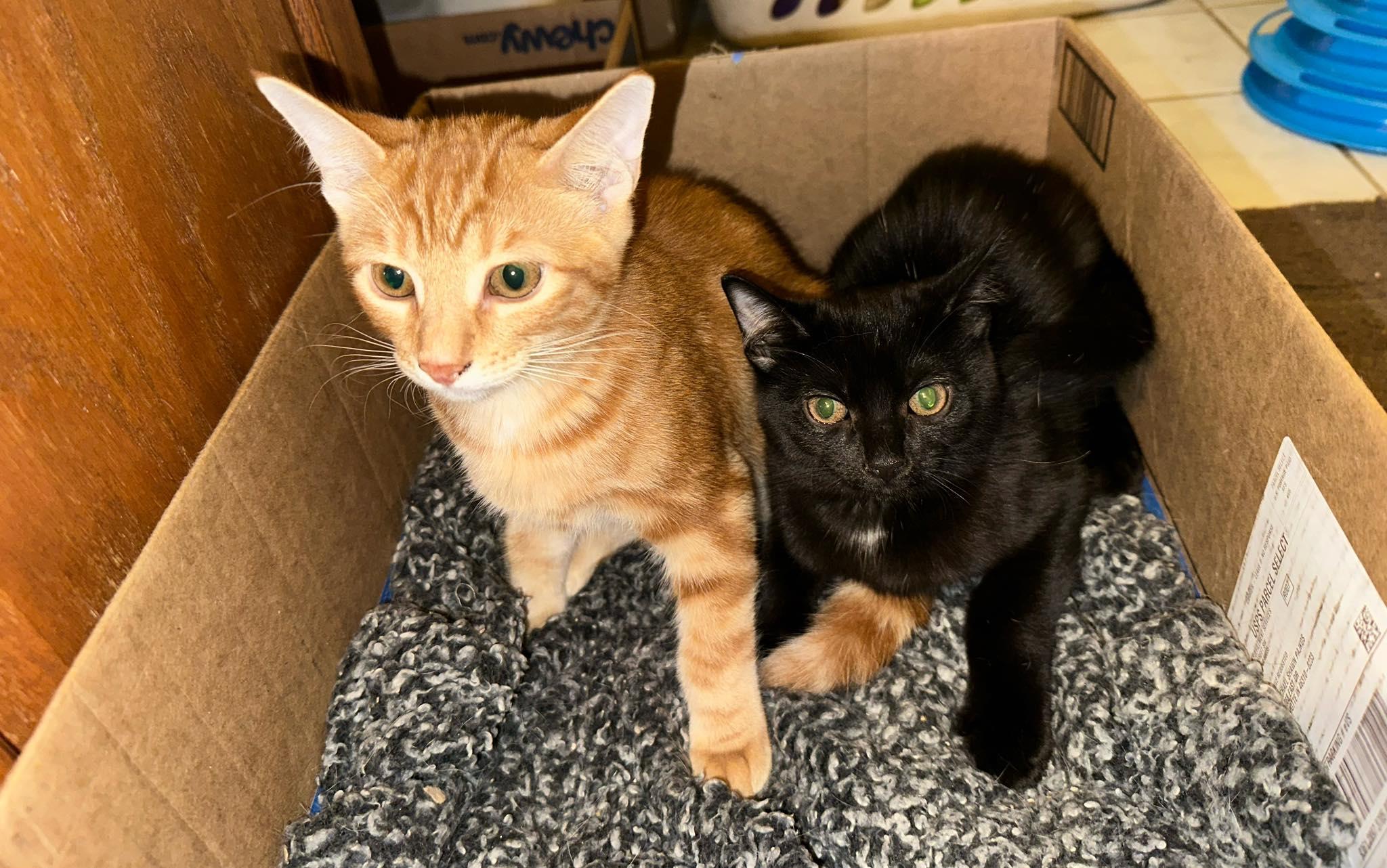 Lucky and Chance - super bonded brothers, adopted, Young Male Domestic Short Hair.