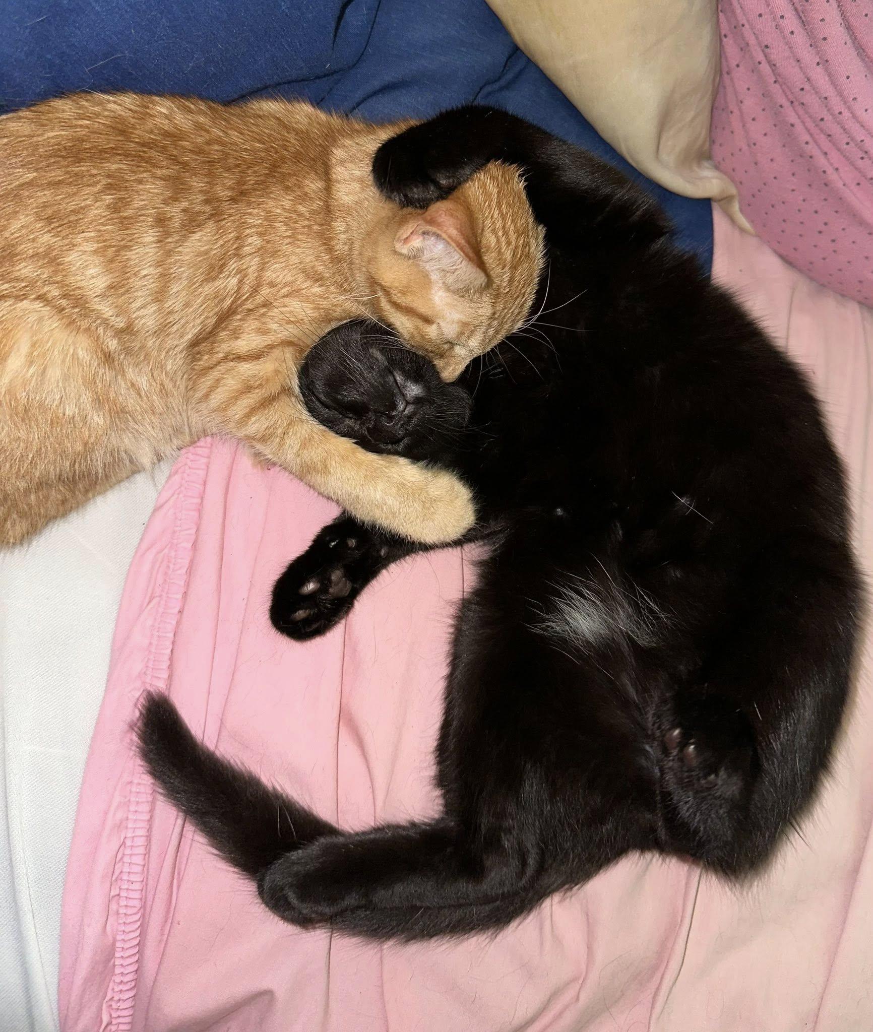 Enlarge Lucky and Chance - super bonded brothers, an adopted Domestic Short Hair in Crown Point, IN image 4/6