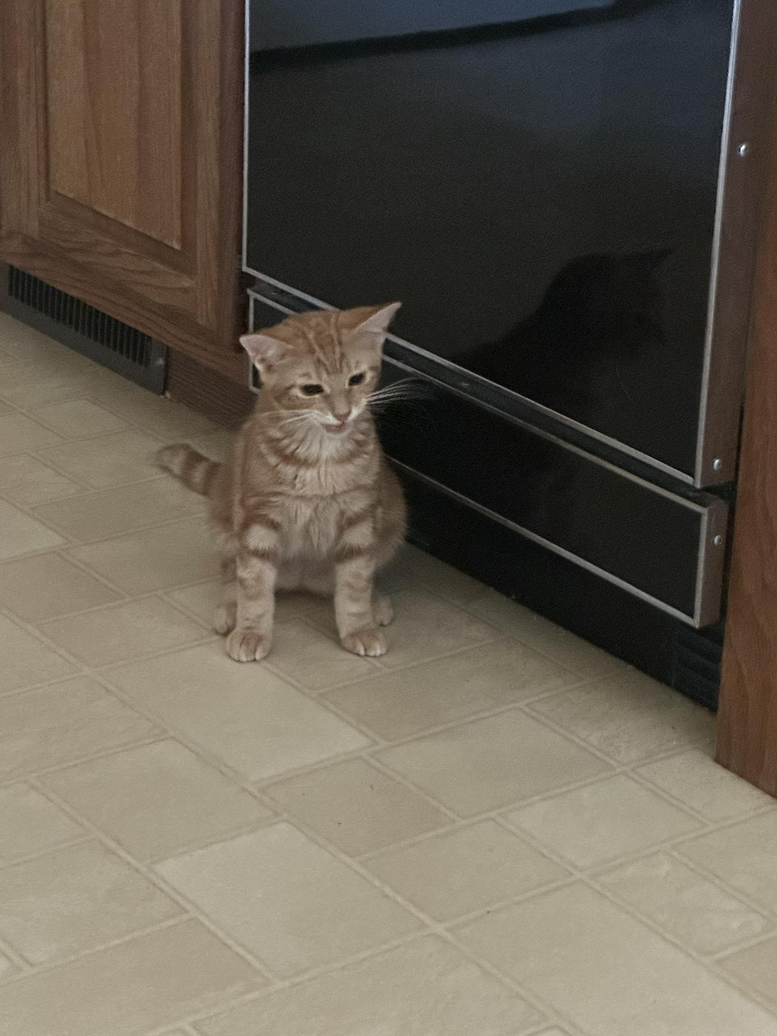 Enlarge Lucky and Chance - super bonded brothers, an adopted Domestic Short Hair in Crown Point, IN image 3/6