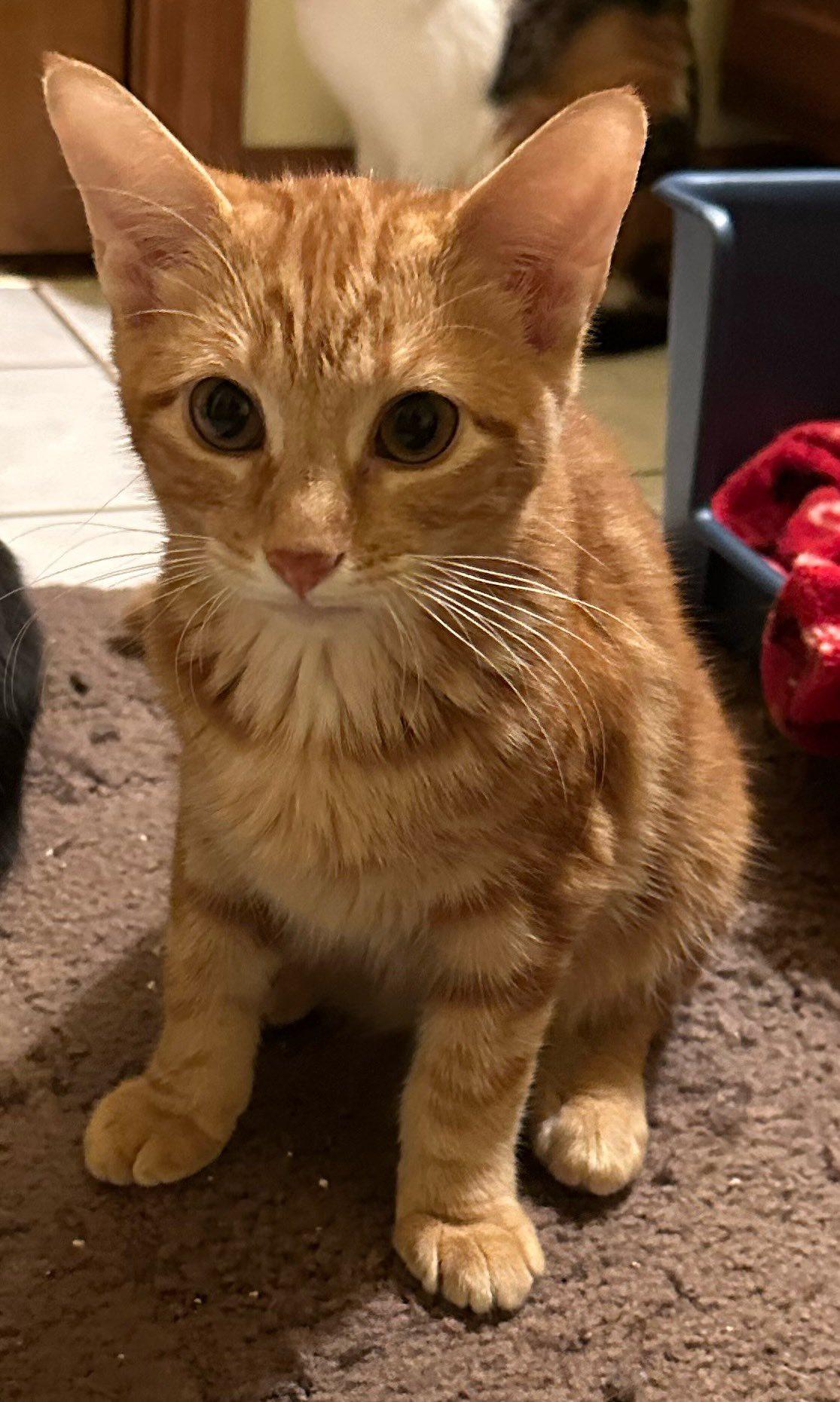 Enlarge Lucky and Chance - super bonded brothers, an adopted Domestic Short Hair in Crown Point, IN image 2/6