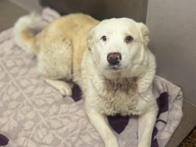 Enlarge Margie, a Adoptable mixed breed in Hollister, CA image 2/4