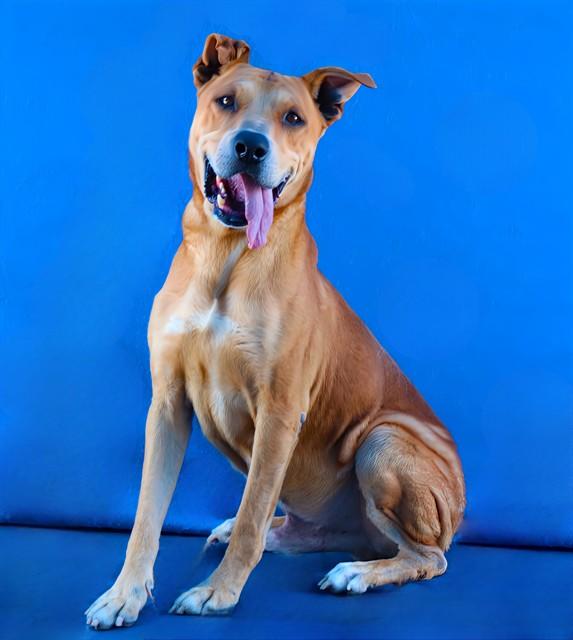 GOOPI, Adoptable, Adult Male German Shepherd Dog & Mixed Breed.
