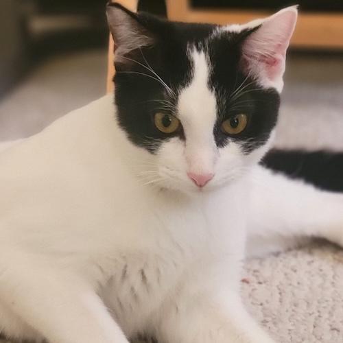 Enlarge MajorA, an adoptable mixed breed in Fair Oaks, CA image 3/4