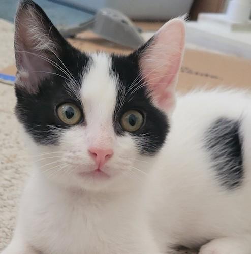 Enlarge MajorA, an adoptable mixed breed in Fair Oaks, CA image 4/4