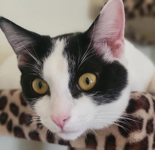 MajorA, adoptable, Kitten Male Turkish Van & Domestic Medium Hair.