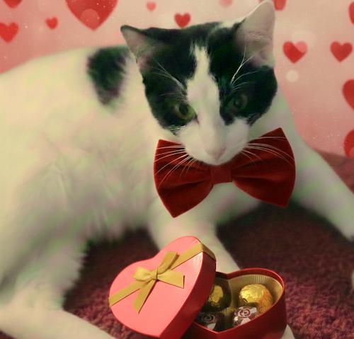 Enlarge MajorA, an adoptable mixed breed in Fair Oaks, CA image 2/4