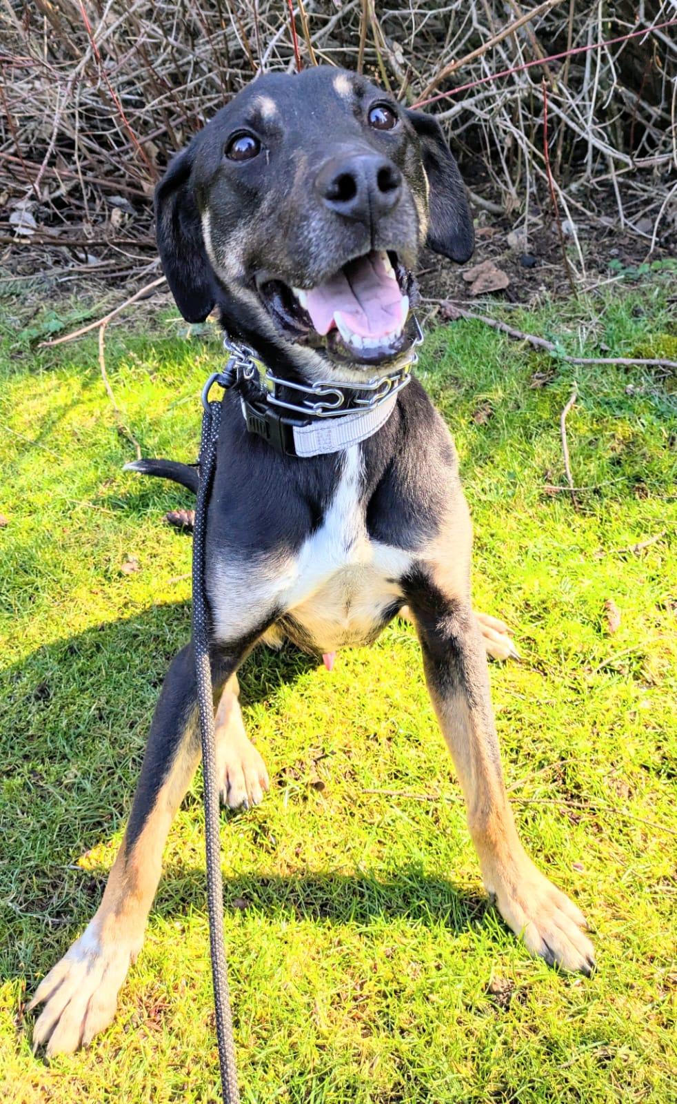 Mac, Adoptable, Adult Male Hound.