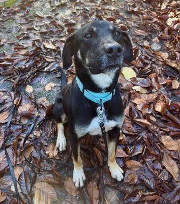 Enlarge Mac, a Adoptable Hound in Bothell, WA image 2/3