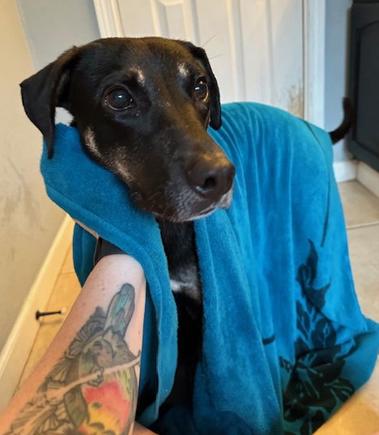 Mac, Adoptable, Adult Male Hound.