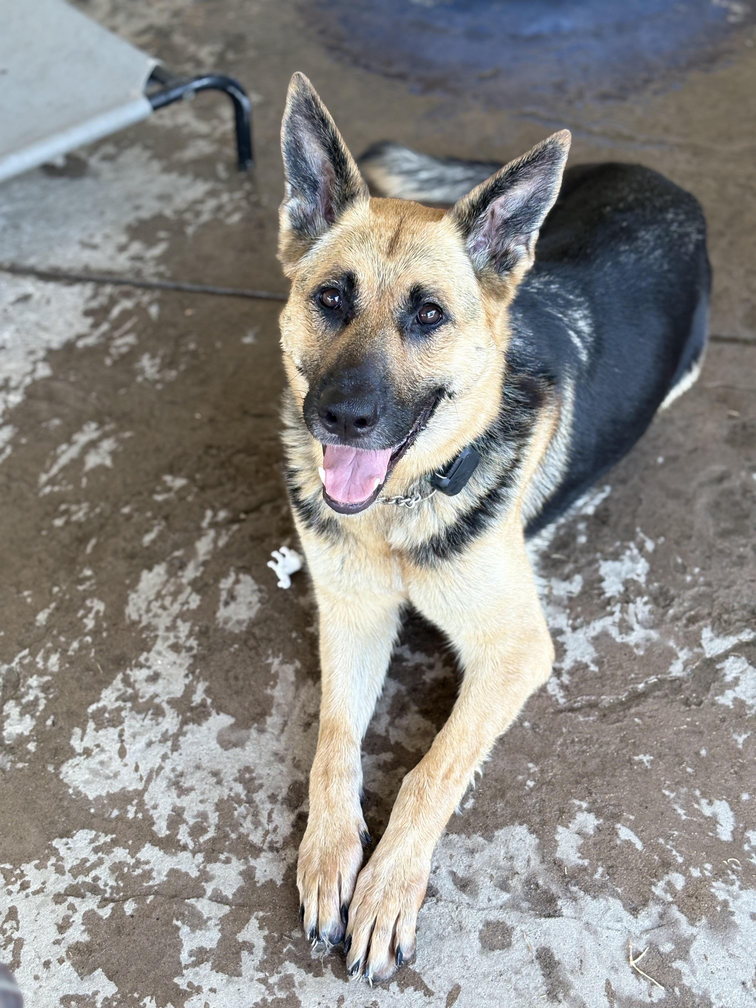 Maisie Dee, Adoptable, Young Female German Shepherd Dog.