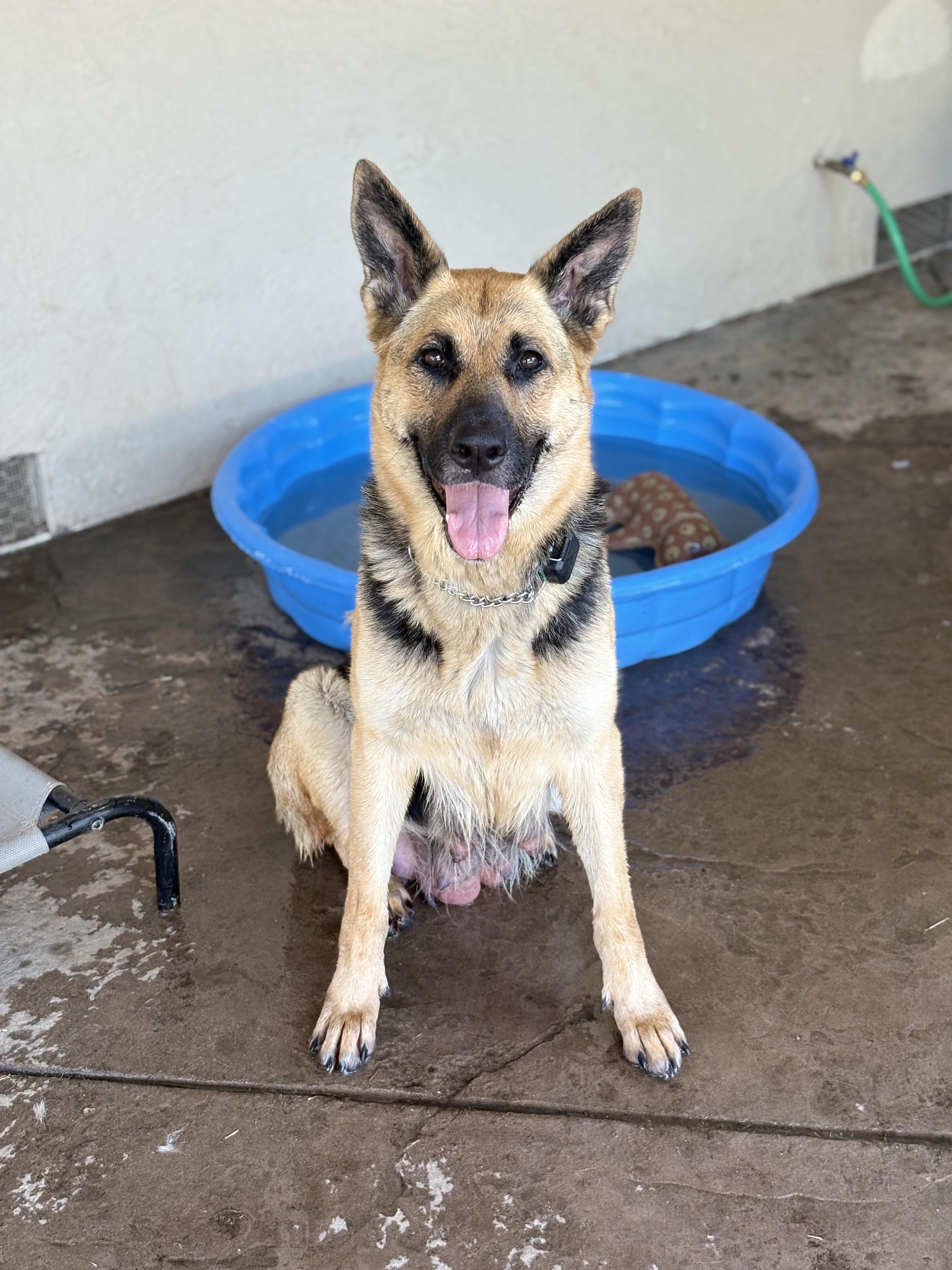 Enlarge Maisie Dee, a Adoptable German Shepherd Dog in Discovery Bay, CA image 2/6