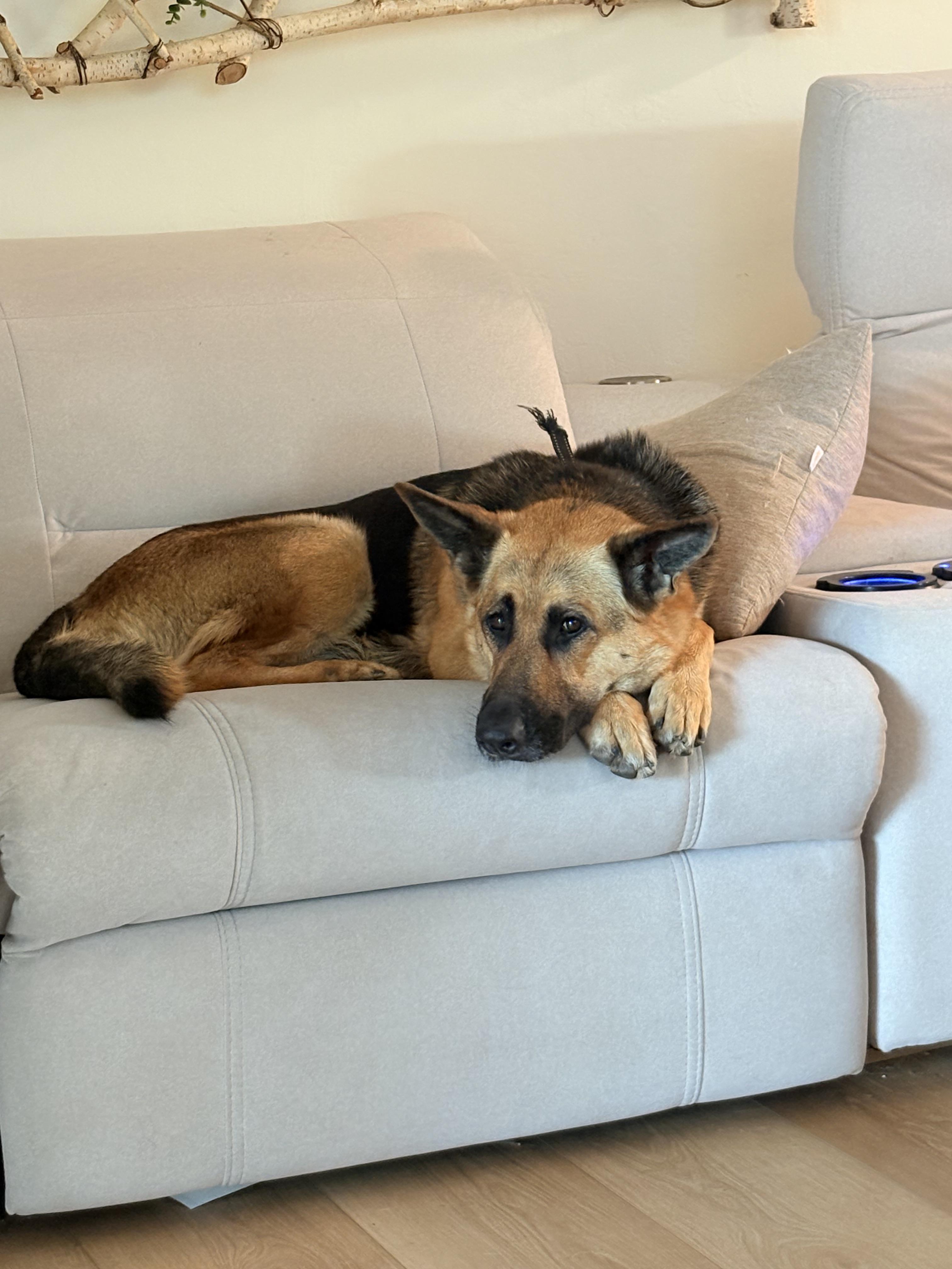 Enlarge Maisie Dee, a Adoptable German Shepherd Dog in Discovery Bay, CA image 3/6