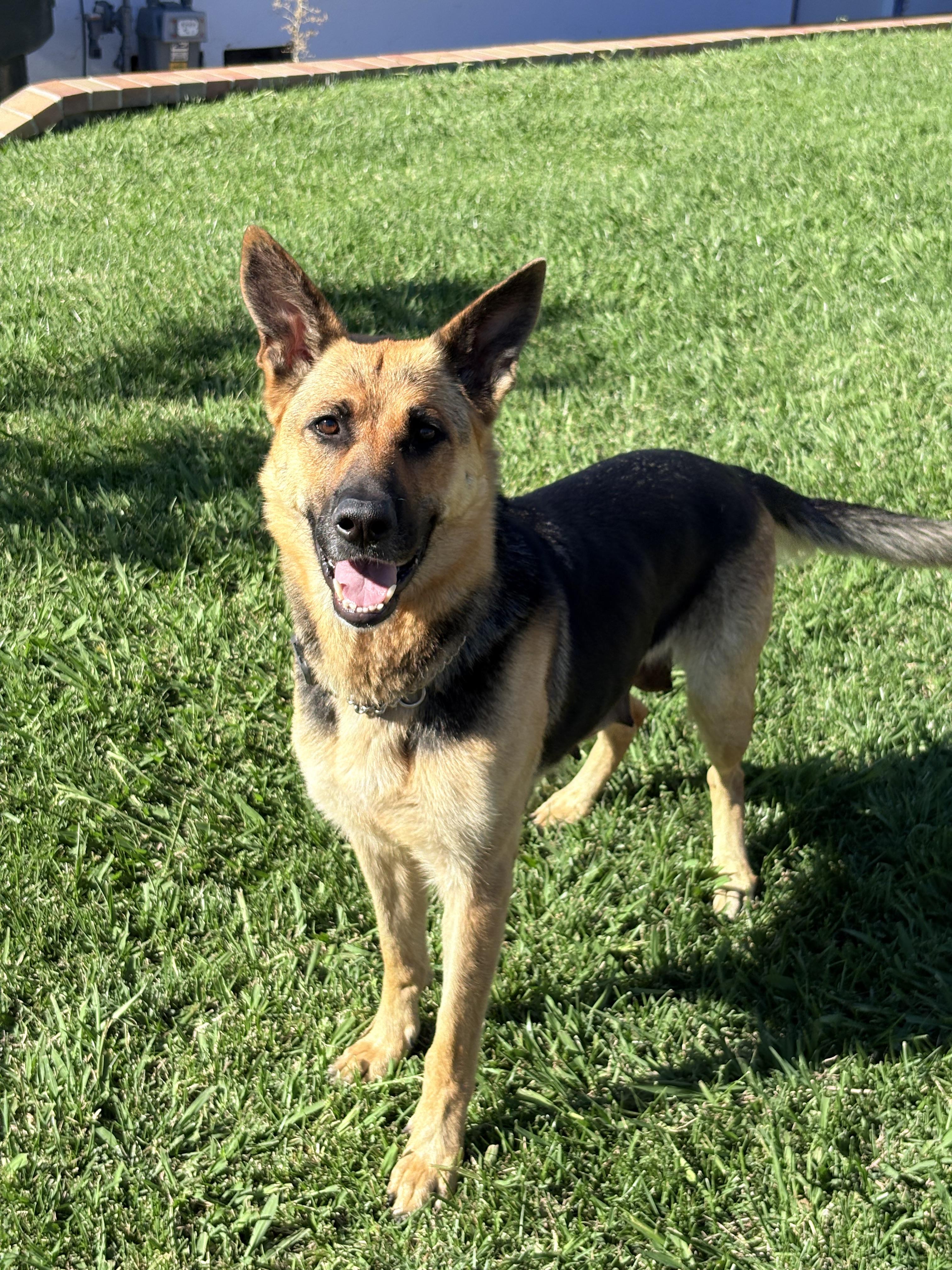Enlarge Maisie Dee, a Adoptable German Shepherd Dog in Discovery Bay, CA image 4/6