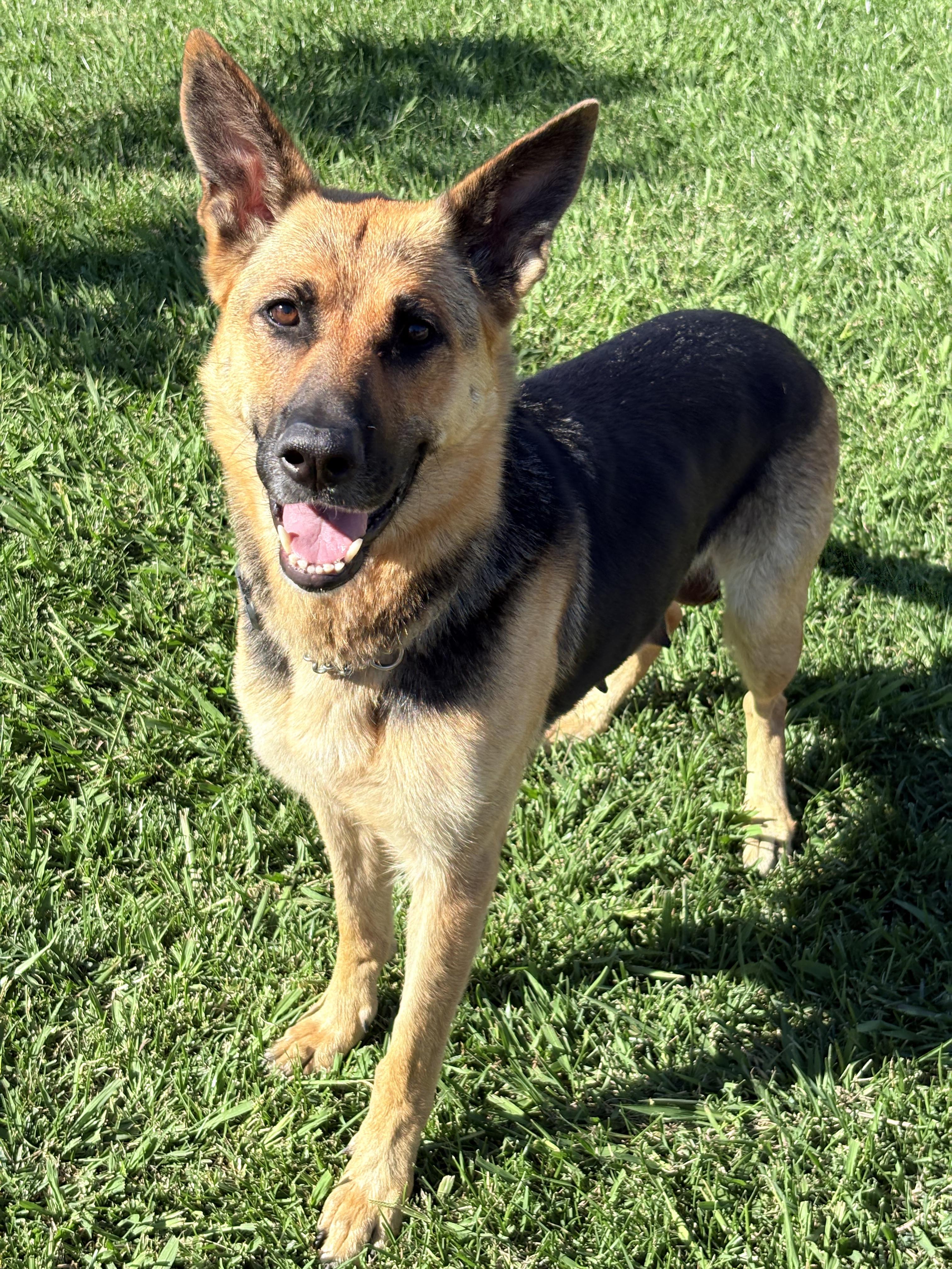 Enlarge Maisie Dee, a Adoptable German Shepherd Dog in Discovery Bay, CA image 5/6