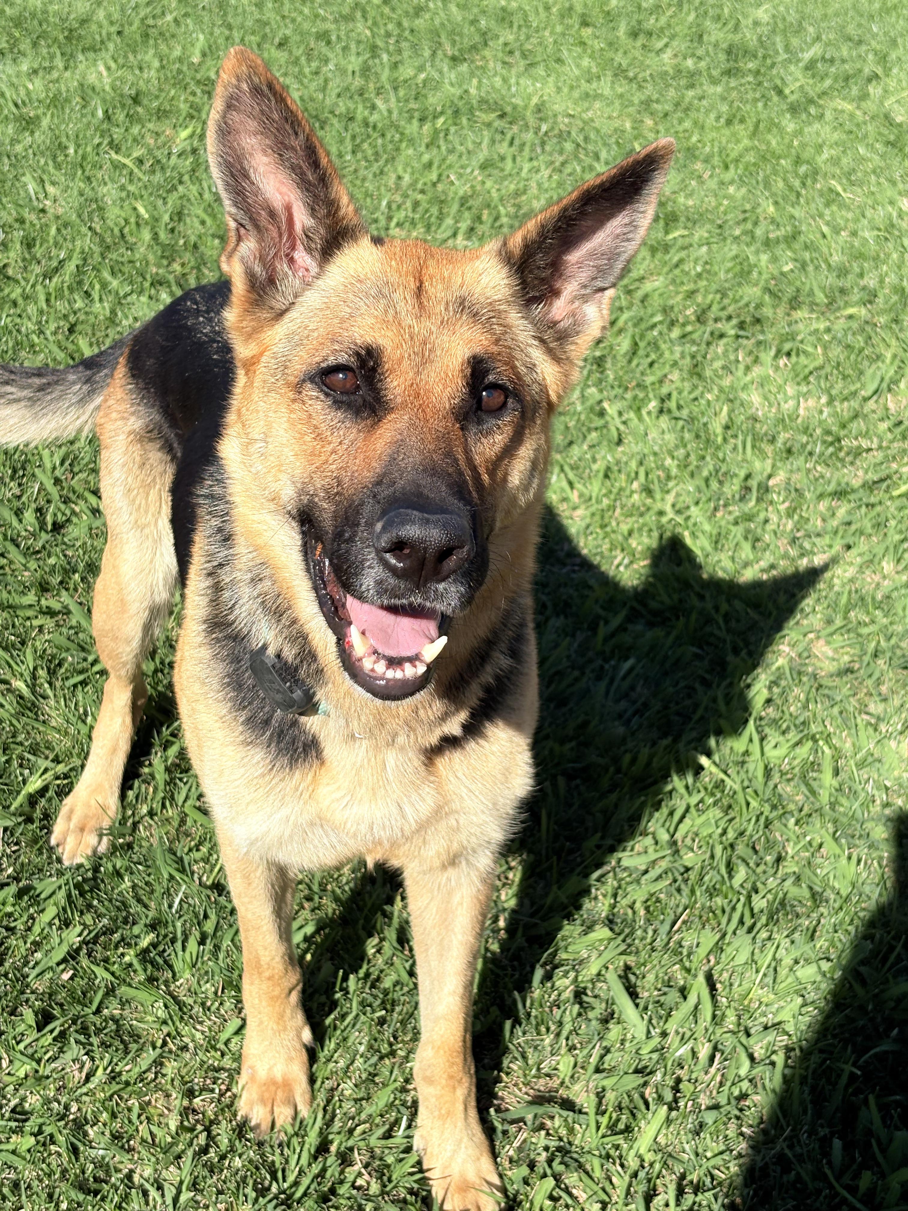 Enlarge Maisie Dee, a Adoptable German Shepherd Dog in Discovery Bay, CA image 6/6