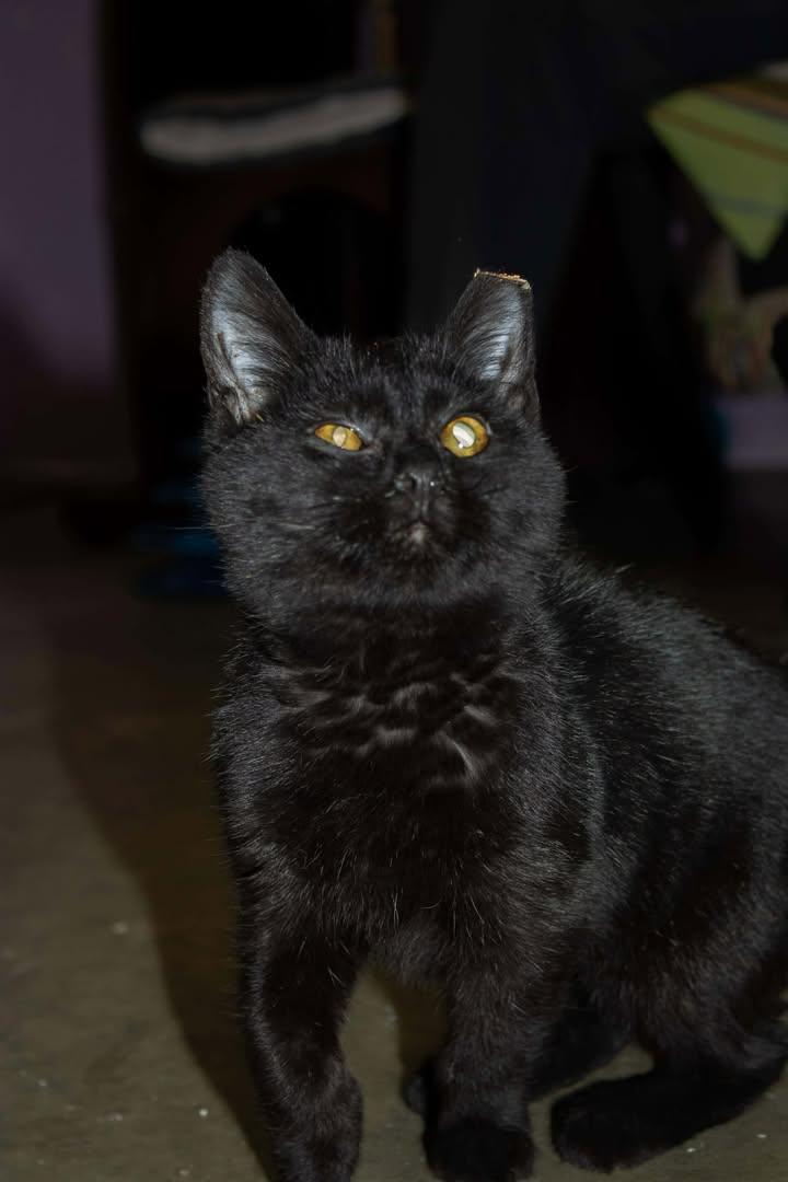 Cobra, Adoptable, Young Female Domestic Short Hair.