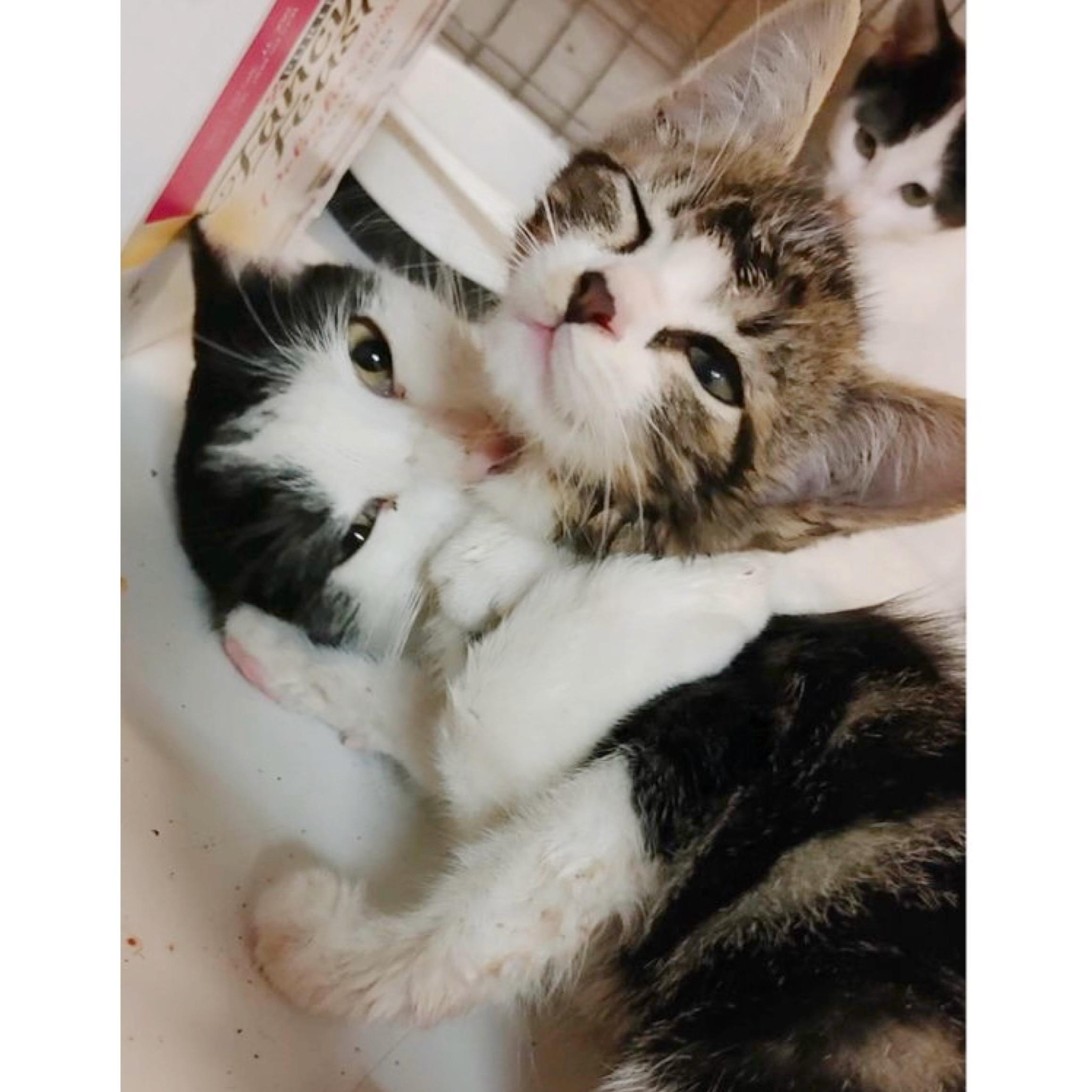 Biscotti, a Adoptable mixed breed in Kingwood, TX image 3/6