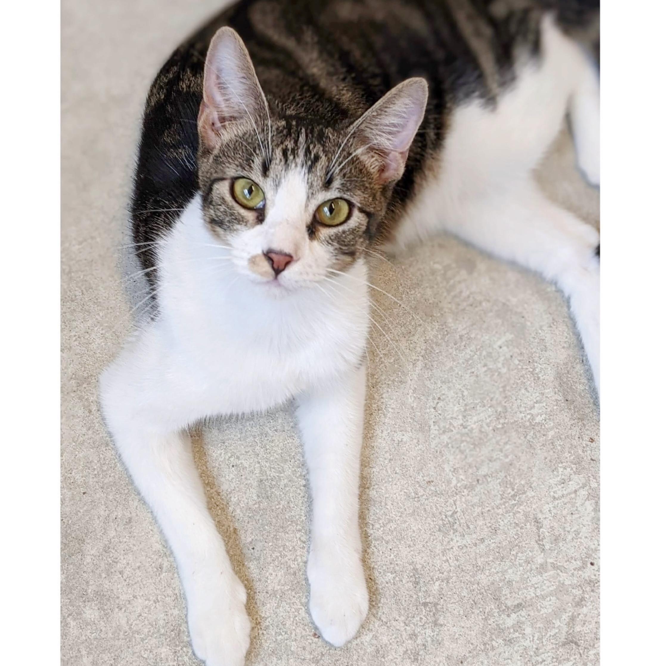 Biscotti, an adoptable Domestic Short Hair, Tabby in Kingwood, TX, 77325 | Photo Image 4