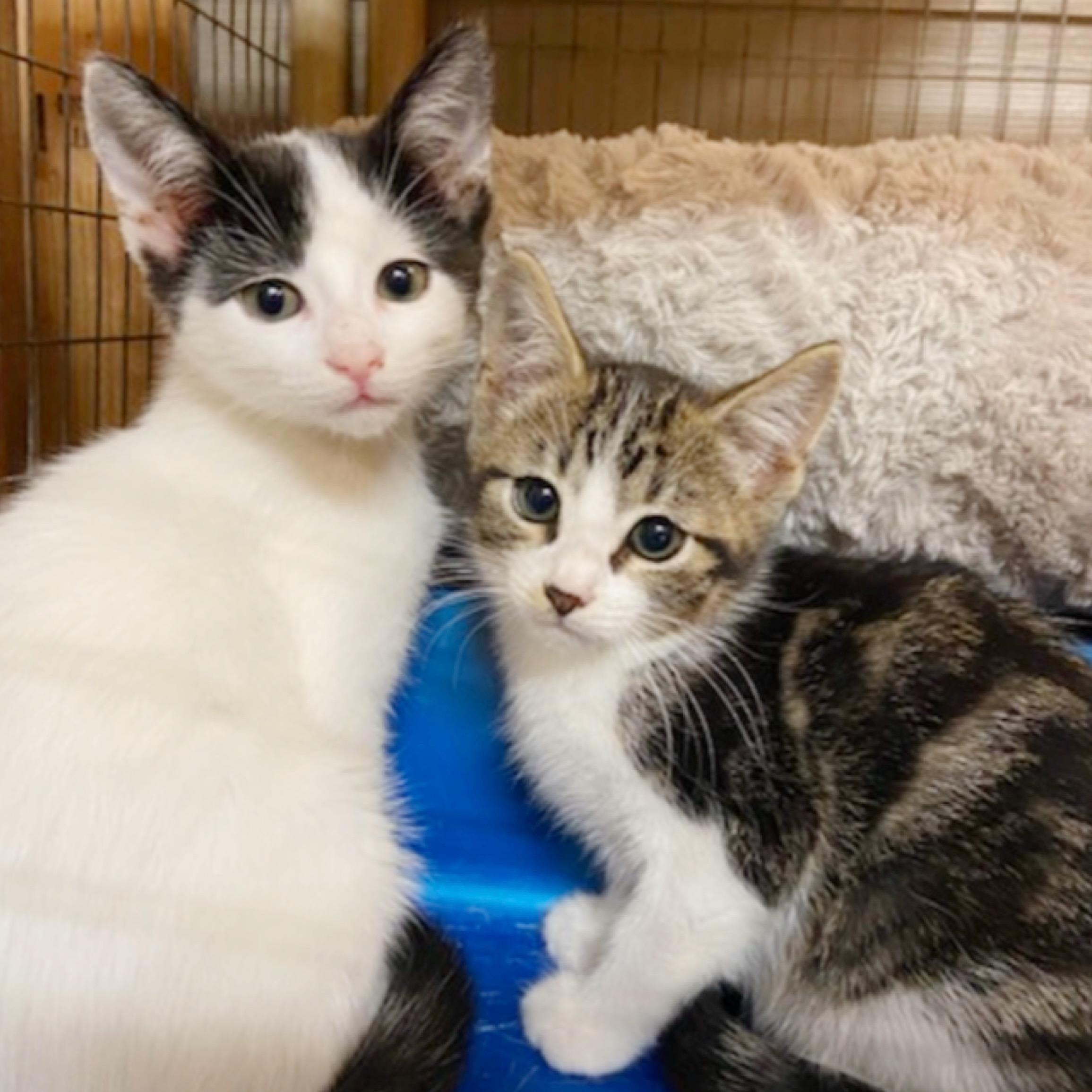 Biscotti, an adoptable Domestic Short Hair, Tabby in Kingwood, TX, 77325 | Photo Image 5